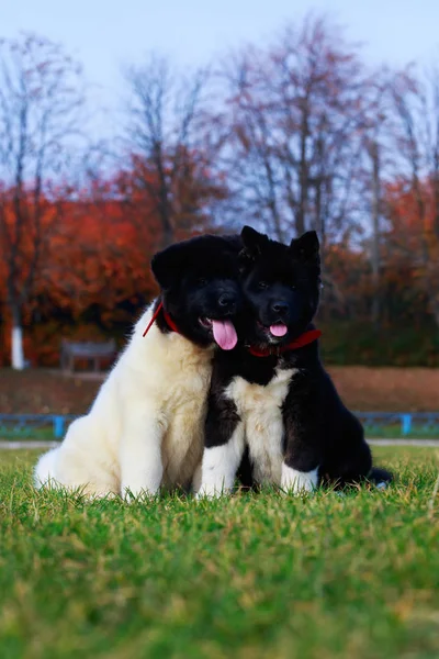 Race de chien American Akita — Photo