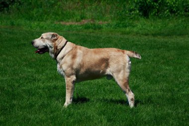 Köpek doğurmak Alabai