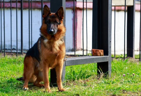 Hodowla psów owczarek niemiecki — Zdjęcie stockowe