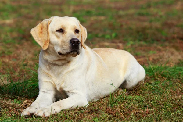 Pies rasy labrador retriever — Zdjęcie stockowe