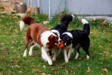 Üç köpek kenar kömür ocağı