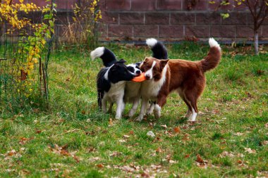 Üç köpek kenar kömür ocağı