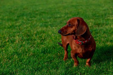 köpek doğurmak dachshund