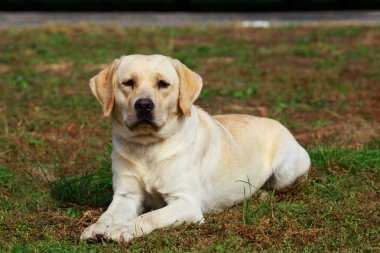 köpek doğurmak labrador geri almak