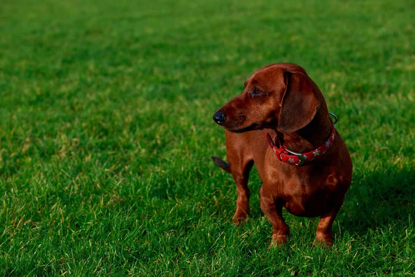 Raza de perro Dachshund — Foto de Stock