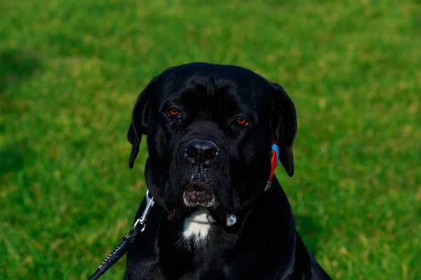 Raza de perro Italiano Cane Corso —  Fotos de Stock