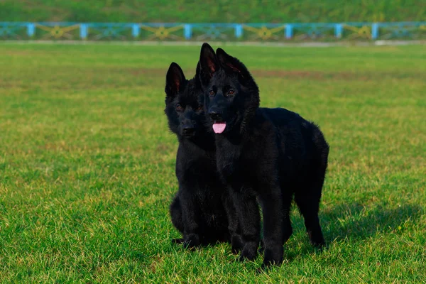Cães raça pastor alemão — Fotografia de Stock