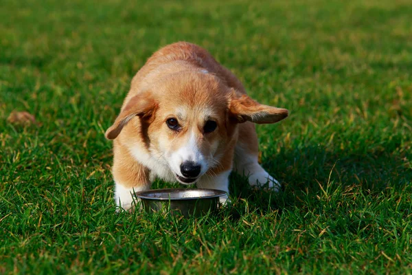 Raça de cães Galês Corgi Pembroke — Fotografia de Stock