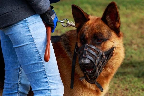 Raça cão pastor alemão — Fotografia de Stock