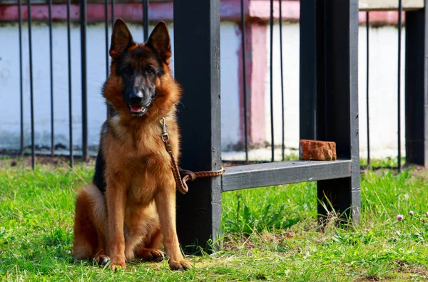 Dog breed German Shepherd — Stock Photo, Image