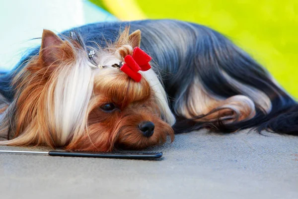 Hund ras yorkshire terrier — Stockfoto