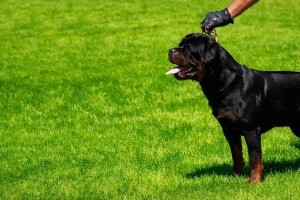 Raça cão rottweiler — Fotografia de Stock