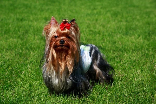 Hunderasse yorkshire terrier — Stockfoto