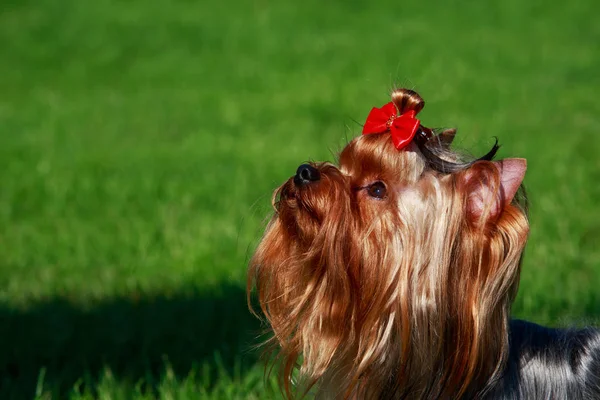 Hund ras yorkshire terrier — Stockfoto