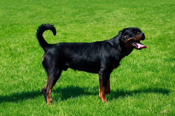 Порода собак ротвейлер — стоковое фото