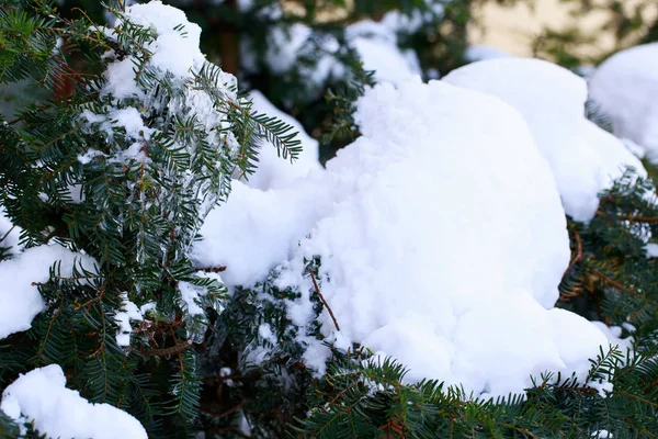 kar kaplı çam dalları