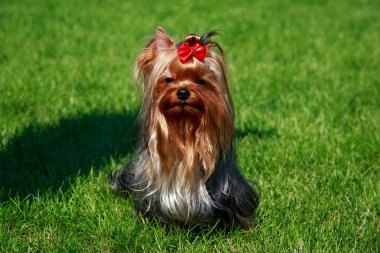 Köpek cinsi Yorkshire Teriyeri