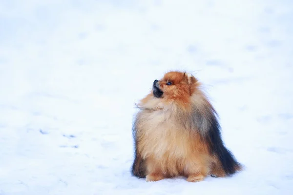 De hondenras Pommeren spits — Stockfoto