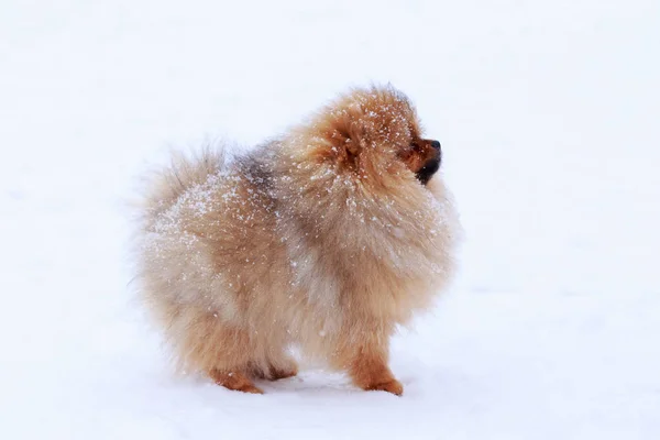 Pies rasy szpic zachodniopomorskie — Zdjęcie stockowe