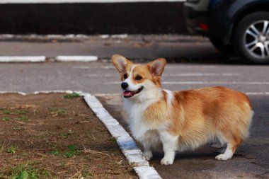 köpek doğurmak Galce corgi pembroke