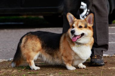 köpek doğurmak Galce corgi pembroke