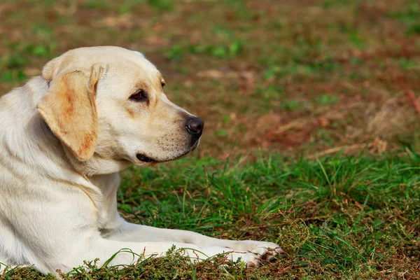 Raza de perro Labrador Retriever — Foto de Stock