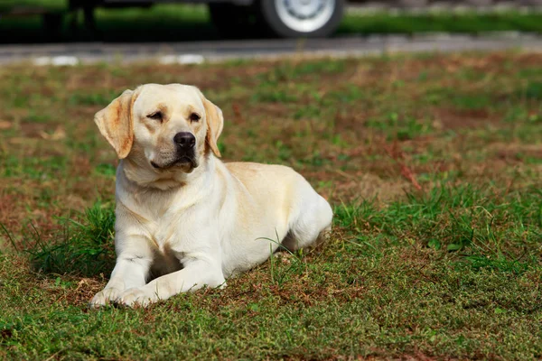 Rasa de câini Labrador Retriever — Fotografie, imagine de stoc