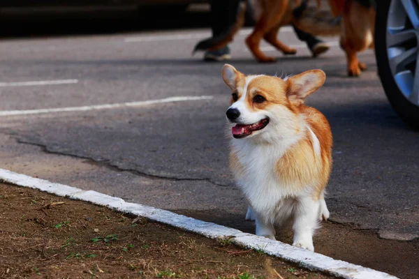 Dog breed Welsh Corgi Pembroke — Stock Photo, Image