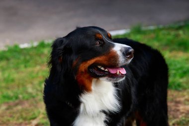 Bernese dağ köpeği