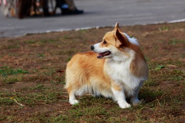 köpek doğurmak Galce corgi pembroke