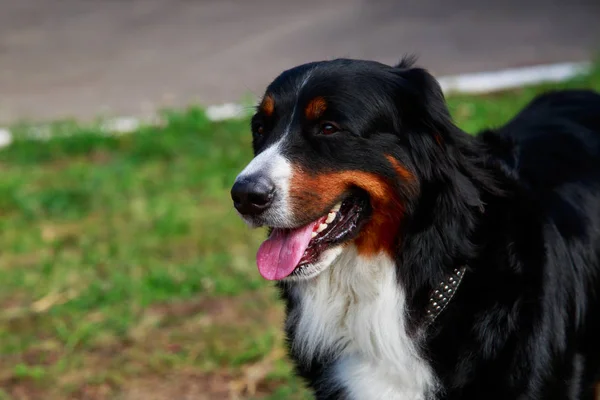 Bernese cão de montanha — Fotografia de Stock