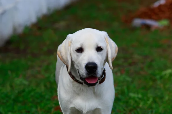 犬の品種のラブラドル ・ レトリーバー犬 — ストック写真