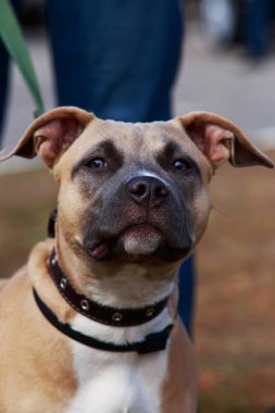 Amerikan gönüllü asker personel yönetim bölgesi