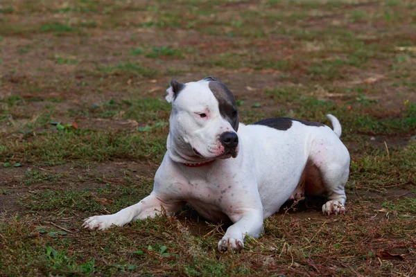 Amerikanischer Staffordshire Terrier — Stockfoto