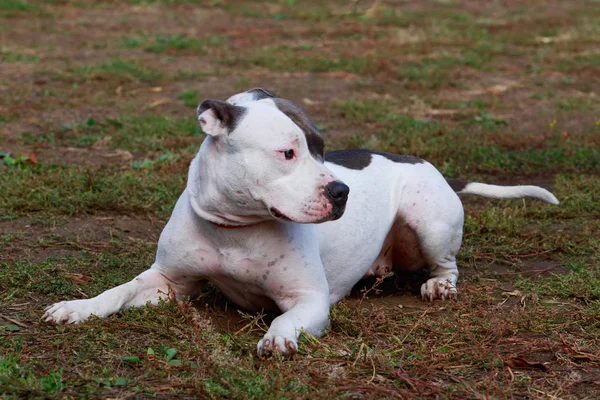 Amerikanischer Staffordshire Terrier — Stockfoto