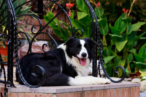 Hunderasse Border Collie — Stockfoto