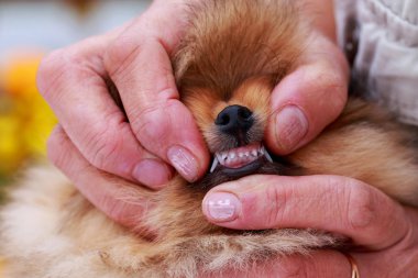 köpek doğurmak pomeranian spitz