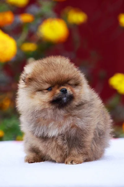 Il cane alleva il pomero spitz — Foto Stock