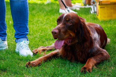 Fransız Spaniel Köpek