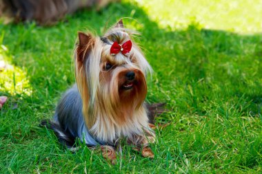 Köpek cinsi Yorkshire Teriyeri