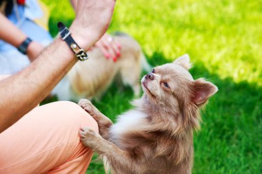 köpek doğurmak chihuahua