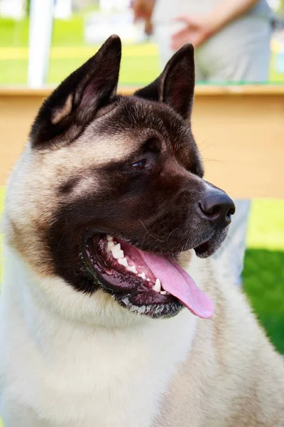 Dog breed American Akita — Stock Photo, Image