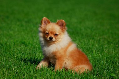 köpek doğurmak pomeranian spitz