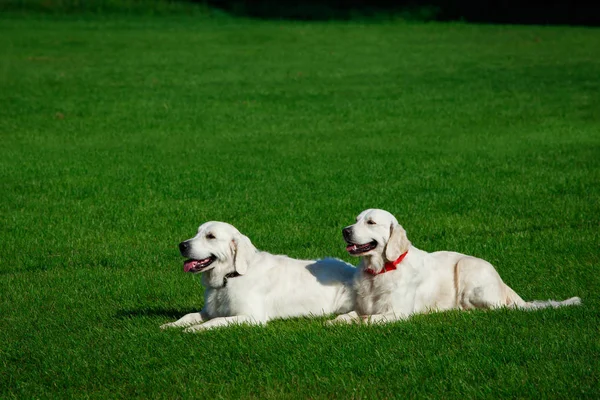 İki Altın retriever köpek — Stok fotoğraf