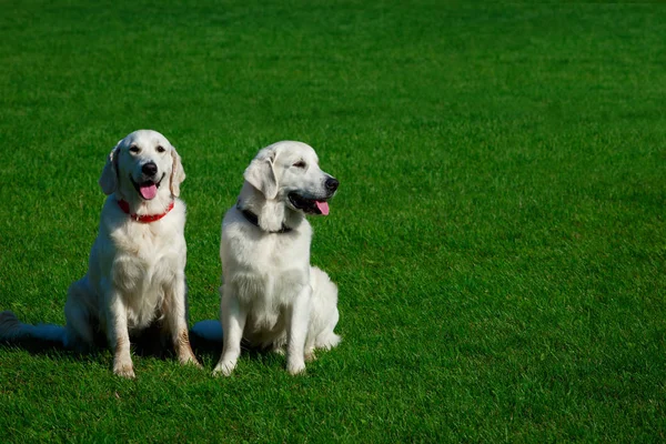 Dos perros Golden retriever — Foto de Stock