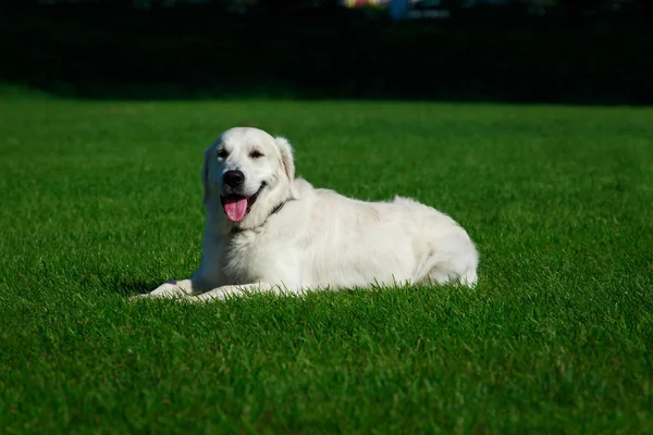 Hund ras golden retriever — Stockfoto