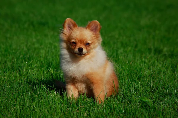 The dog breed pomeranian spitz — Stock Photo, Image