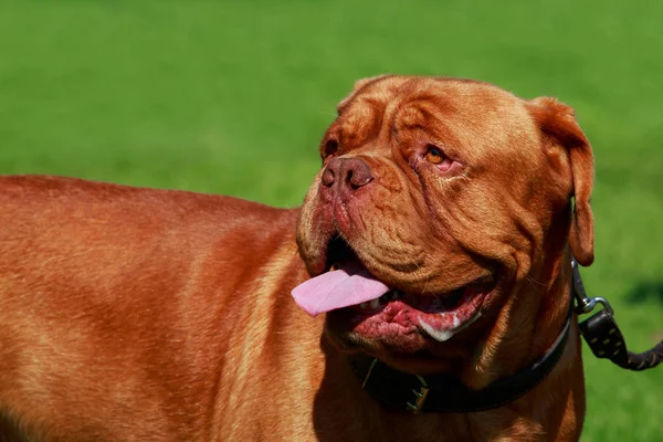 Pies rasy francuski Mastiff — Zdjęcie stockowe