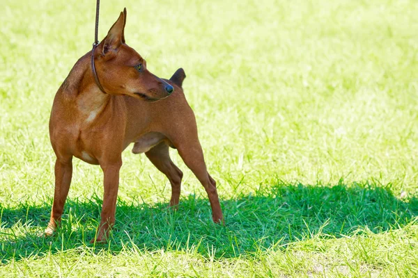 Raça cão Pinscher miniatura — Fotografia de Stock