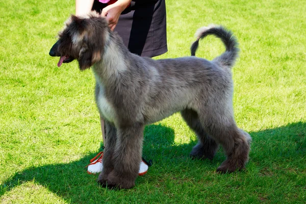 Raza de perro Afgano — Foto de Stock